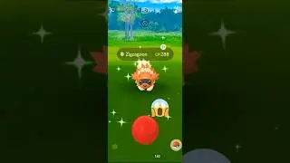 Wow!! Finally I Catch Shiny Zigzagoon in Pok&eacute;mon GO