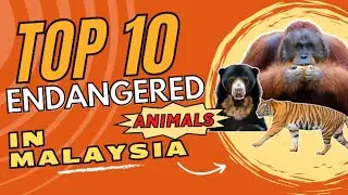 10 Endangered Animals in Malaysia🐅 | Extinction Species🦧 | Animal Protection🐘