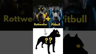 Top 5 Rottweiler Mix Breed Dog You Don't Know About