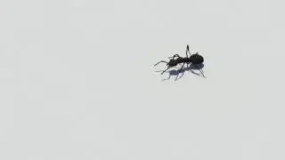 Ant Locomotion With Normal Gait (Rendered Result)