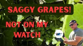Saggy Grapes!! Not On My Watch!!