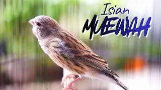 MATERI ISIAN MUEWAH JUARA - MASTERAN KENARI ISIAN BLACKTHROAT GACOR DURASI PANJANG JERNIH KRISTAL