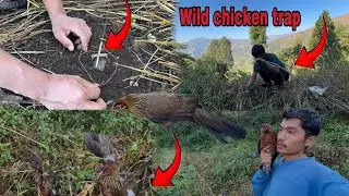Wild Chicken Trap in Jungle 🐓 &ndash; जंगलमा जंगली कुखुरा समात्दै!🌿