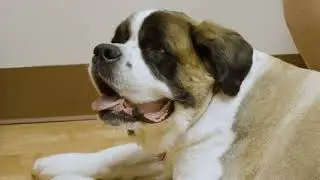 Delivering Peace of Mind - Josie&rsquo;s Story