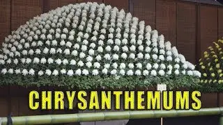 Shinjuku-gyoen's famous Chrysanthemum Festival.