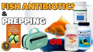 Fish Antibiotics for Prepping & Expiration Dates