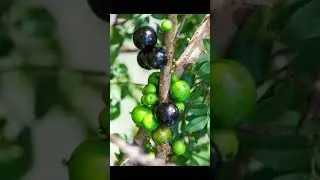 Food Jabuticaba benefits #jabuticaba #jabuticabeira #food #foodreels #foodfacts #nutrition #reel #ai