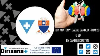 DIY ANATOMY BASAL GANGLIA 3D TO 2D