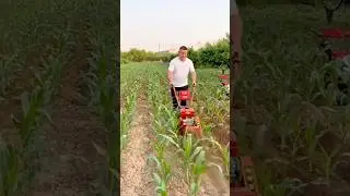 A farmer guiding a red tiller through young corn rows under the warm morning sun