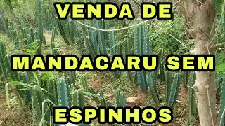 VENDA DE MANDACARU SEM ESPINHOS