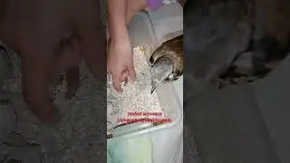 🦅 смешной дрозд недотрога Funny Thrush Impatiens