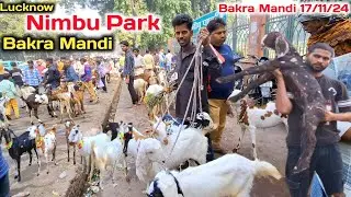Lucknow Nimbu park Bakra Mandi 17/11/24 Live Update |Nimbu Park Bakra mandi New Video