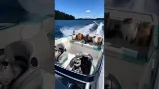 captain cat 🐈#Shorts #YouTubeShorts #ShortVideo #ViralVideo #Trending #cat #catvideos #catshorts