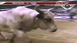 Werewolf bucks Greg Potter - 05 PBR Phoenix
