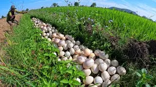 Amazing farmer, a lot of duck eggs under the grass pick by hand amazing