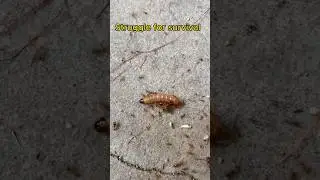 Thousand Ants Biting Your Body #shortsvideo #shorts #funsho #ants#survival #struggle #viralshorts