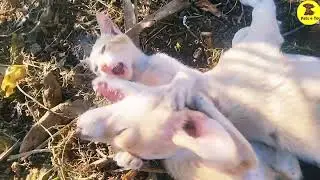 Most Bueatiful white Cat. Puppy fight 😴,#pets  Funny Activities,kitten meow #meow,cat #puppypuppy