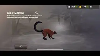 Hunting Clash:Hunting Every Animal In Madagascar Location