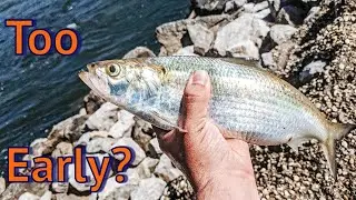 Searching for Skipjack