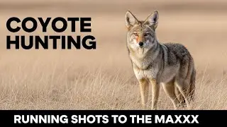 40 Coyotes in Daylight | Hard-Charging Predator Action & Running Shots | 2026