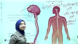 شرح درس #الضبط والتنظيم ج1  مع أ. جنان فرحانة لطلاب الصف #الثامن لمادة العلوم