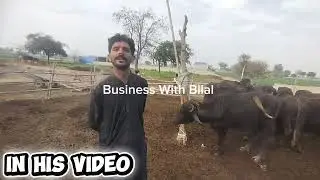 How to Start Katta Farming Business|Katta Farming Business Punjab...