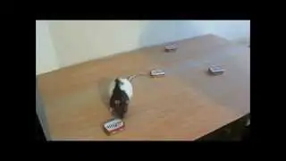 Nose work training with Flower the rat (part 1)