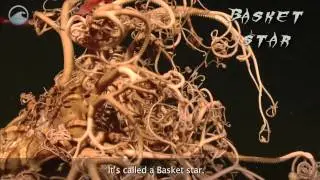 Creatures of the Deep: Basket Star