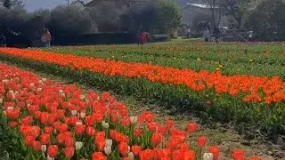 Torreglia Campo di Tulipani