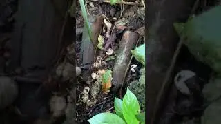Live ammunition found in Okinawa, Japan