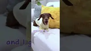 Мунпай любит не спать всю ночь #starboxdachshunds