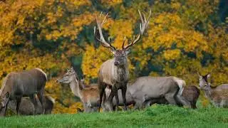 Natural Deer Sound in the Forest | Group of Cute Deers in the Forest