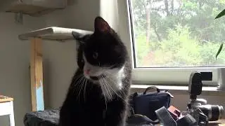 Petit Mal Anf&auml;lle (Kopfzittern) bei Dodger