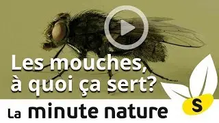 LES MOUCHES, A QUOI &Ccedil;A SERT? (No 53)