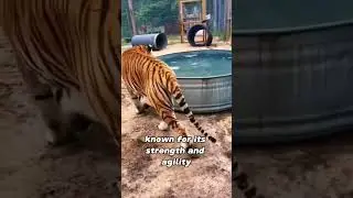 tiger 🐯 one of the most endangered animals in the wild