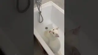 Пить🥤 #кот #cat #cats #shorts