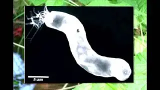 Colliding biospheres- do we need planetary protection: Fred Watson at TEDxQUT