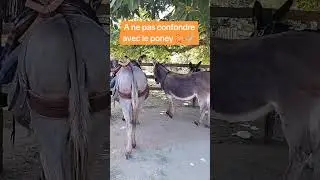 D&eacute;couverte de l'asinerie #asinerie #ane #poney #ferme #corse #nature #sortie #famille #&eacute;t&eacute; #&eacute;t&eacute;2024