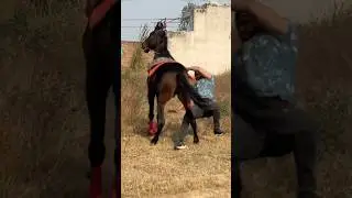 😰The commando is making everyone fall #horse