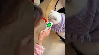 Cat Secretly Bought Medicine for Her Owner! 🎁😍.