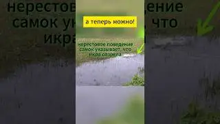 Как поймать момент созревания икры КАРПА??? #fishfarming #карп #fishing #carp #рыбалка