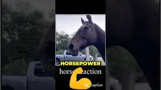 Torque VS Horsepower, Which one matters?!