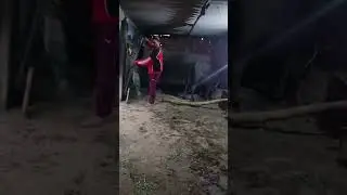 Dc Dairy Farm Dhakla 🐄🐮🐮/Dairy Farm 🐃/Evening time milking cows......