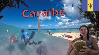 Inotam cu testoase🐢 si pisici de mare 🤿. La final, Caraibele da tot ce are mai bun 😮