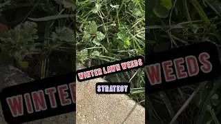 What To Do About Winter Lawn Weeds #shorts #lawn