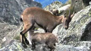 markhor national animal of PAKISTAN.wmv