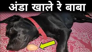 can dogs eat eggs @naughtymaxu