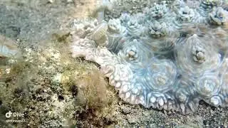 Dendrodoris tuberculosa Nudibranch