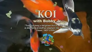 Keeping Koi: Bobby Jr's Care Guide  🐟