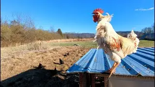 Field Cleared, Chickens Steered... All in a day's work!
